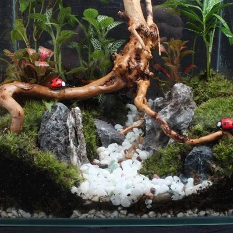 Natürlicher Baumstamm Treibhol – Aquarium Fish Only Bewertung und Preis