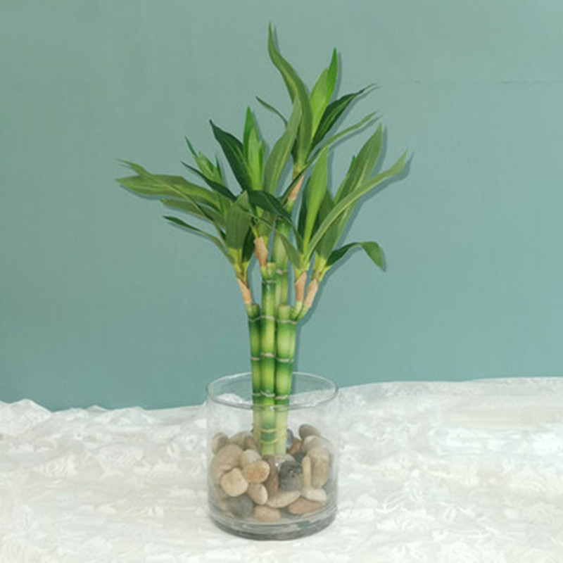 Neue 40cm Künstliche Glücksbam – Aquarium Fish Only Bewertung und Preis