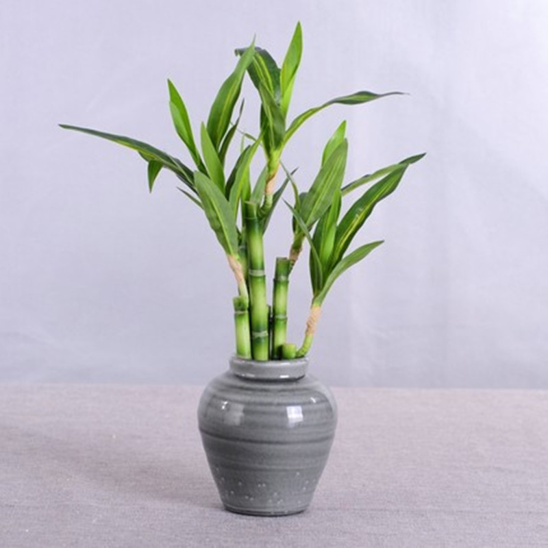 Neue 40cm Künstliche Glücksbam – Aquarium Fish Only Bewertung und Preis