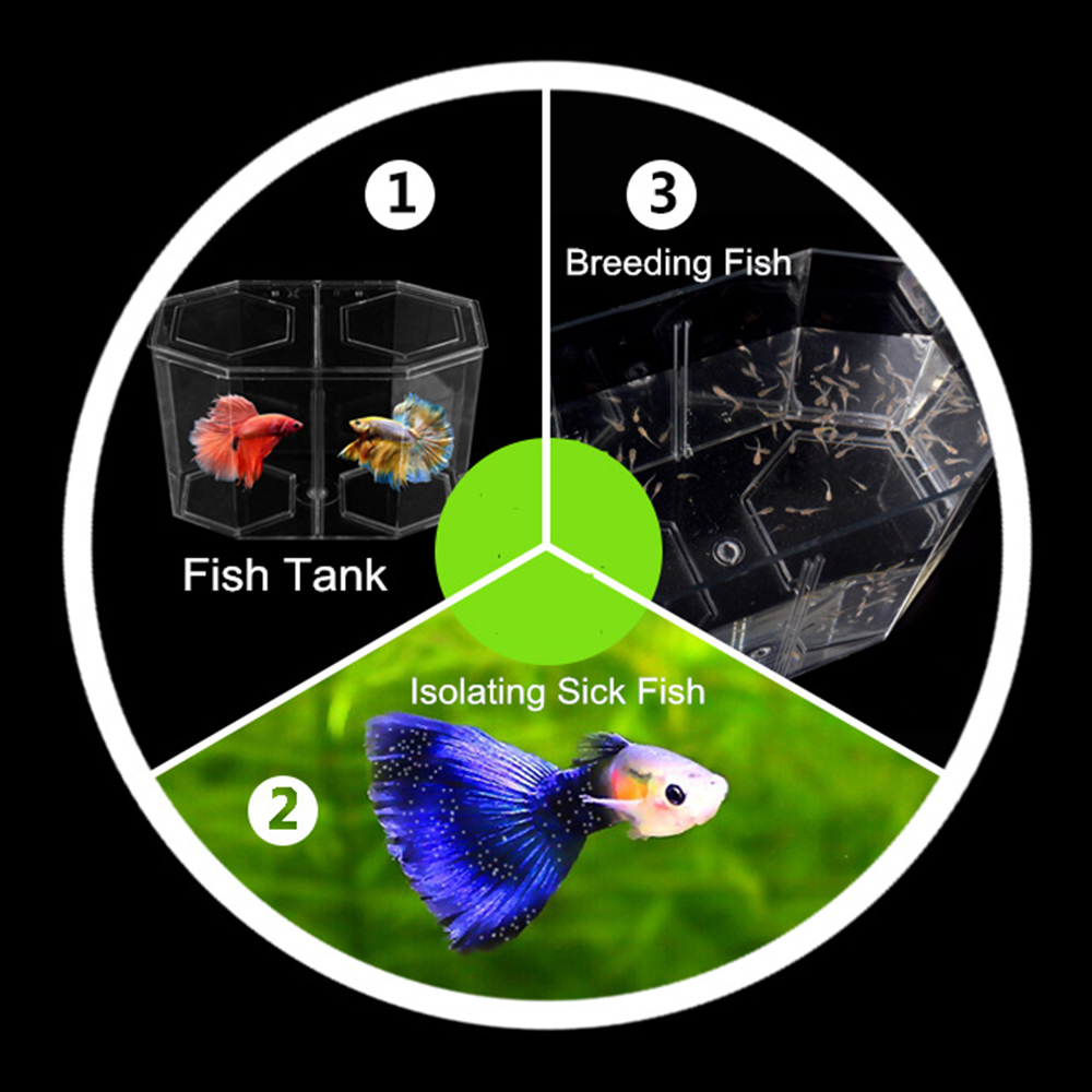 Acryl Zwei Splits Guppy Aquari – Aquarium Fish In Bowl Bewertung und Preis