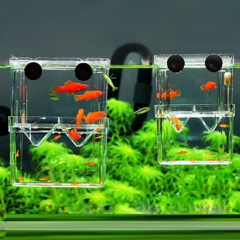 Multifunktionale Fisch Aquariu – Aquarium Fish In Bowl Bewertung und Preis