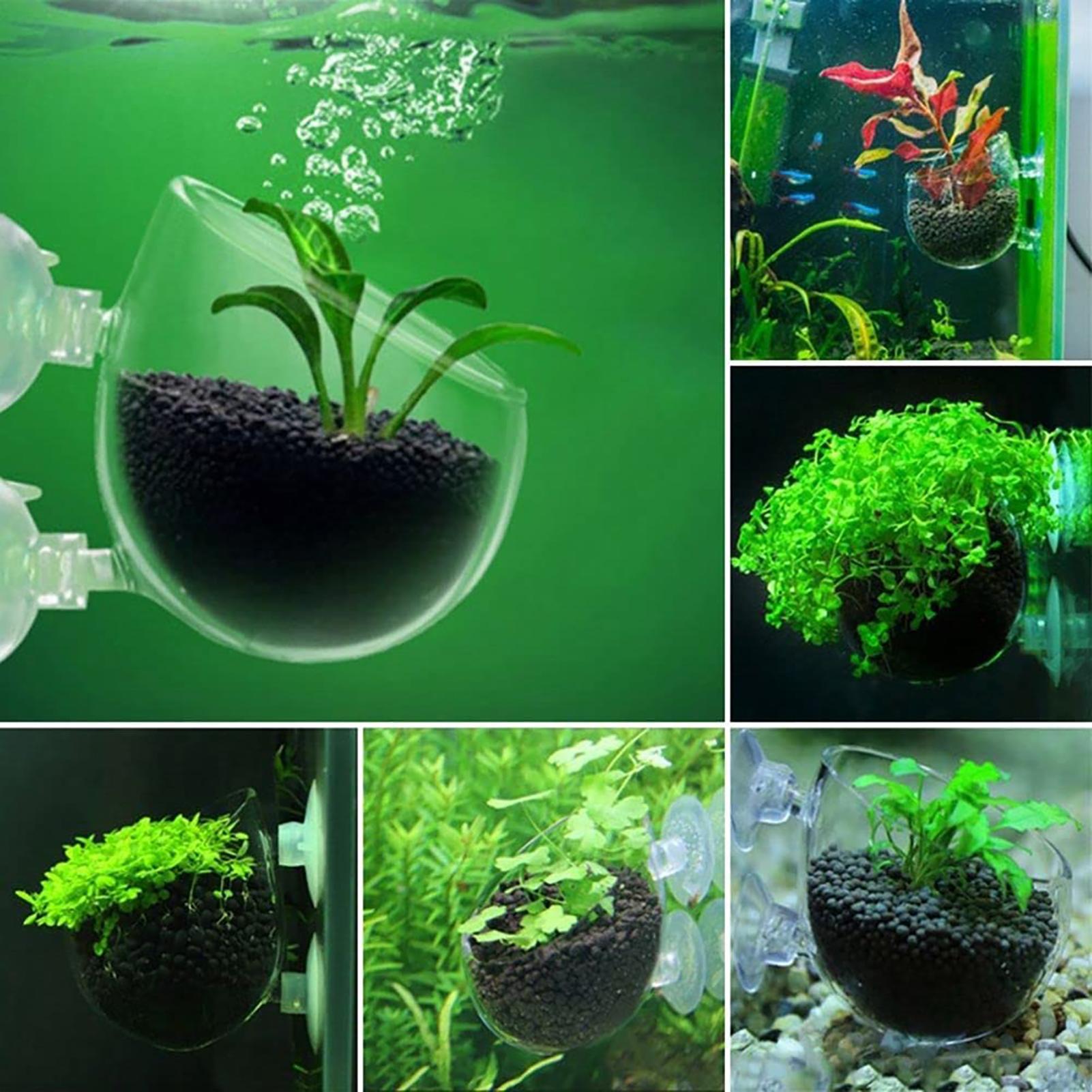 Aquatische Pflanzentöpfe aus A – Aquarium Fish Only Bewertung und Preis