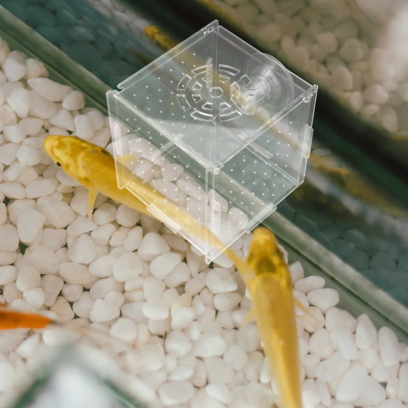 Fischzucht-Isolationsbox aus k – Fish Toy In Aquarium Bewertung und Preis