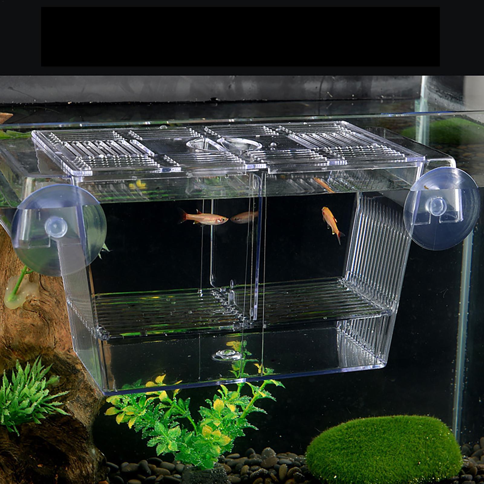 Zuchtbox für Aquarien Transpar – Aquarium Fish In Bowl Bewertung und Preis
